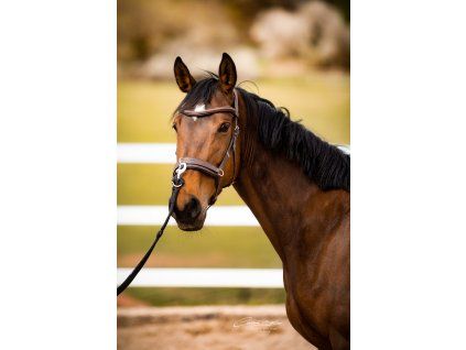 Kožený anatomický obnosek na lonžování Waldhausen (Velikost PONY, Barva black)