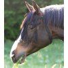 Třásně proti hmyzu Waldhausen, nastavitelné (Velikost PONY, Barva black)