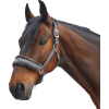 Ohlávka Elegant Waldhausen (Velikost PONY, Barva black)