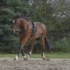 Lonžovací postroj (Velikost PONY-COB, Barva black)