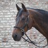 Bezudidlovka Linda Tellington-Jones Lindell (Velikost PONY, Barva black)