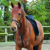 Waldhausen X-Line Martingal (Velikost PONY, Barva black)