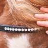 Uzdečka Maja Černá pro shetty a pony