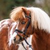 Uzdečka Maja Černá pro shetty a pony